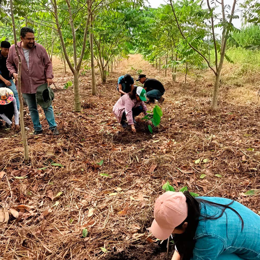 Proyecto Cacao - Imagen de productores de cacao