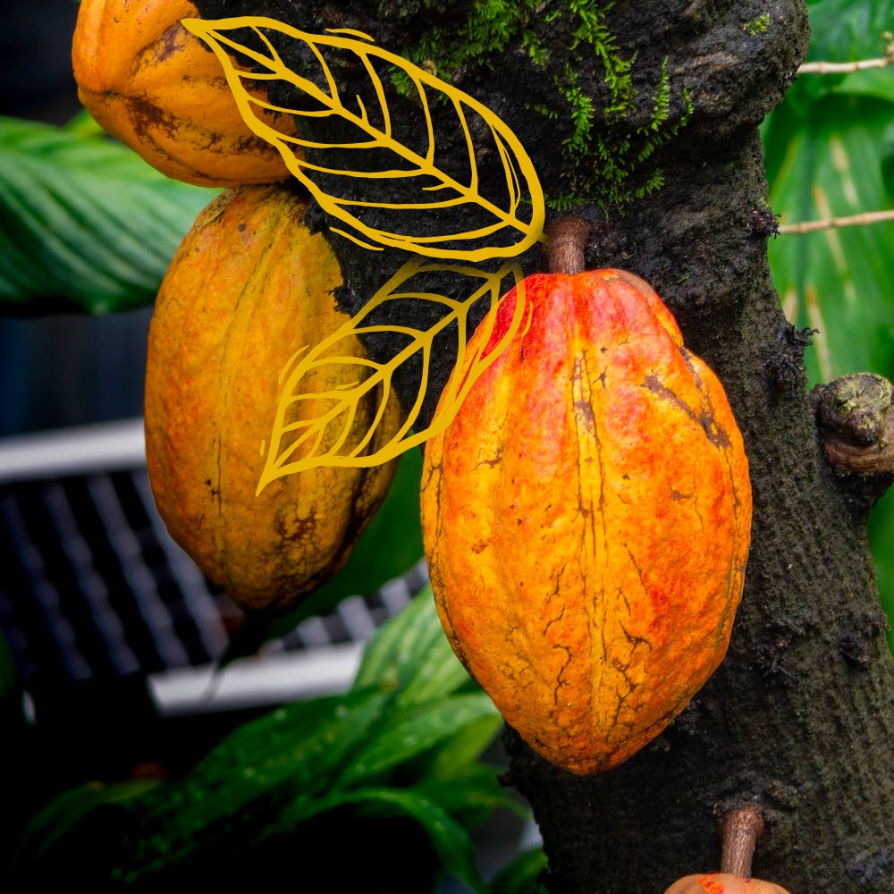 Proyecto Cacao - Imagen de un cacao
