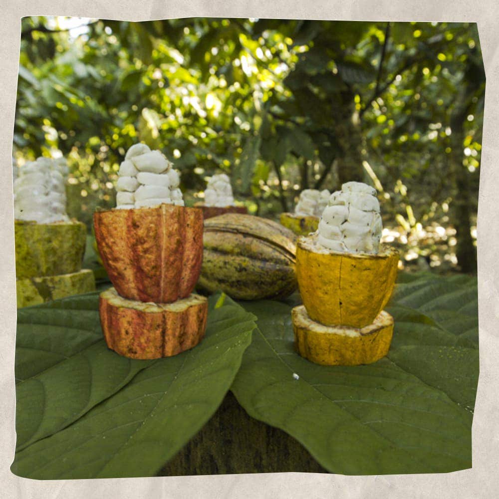 Proyecto Cacao - Imagen de la fruta cacao