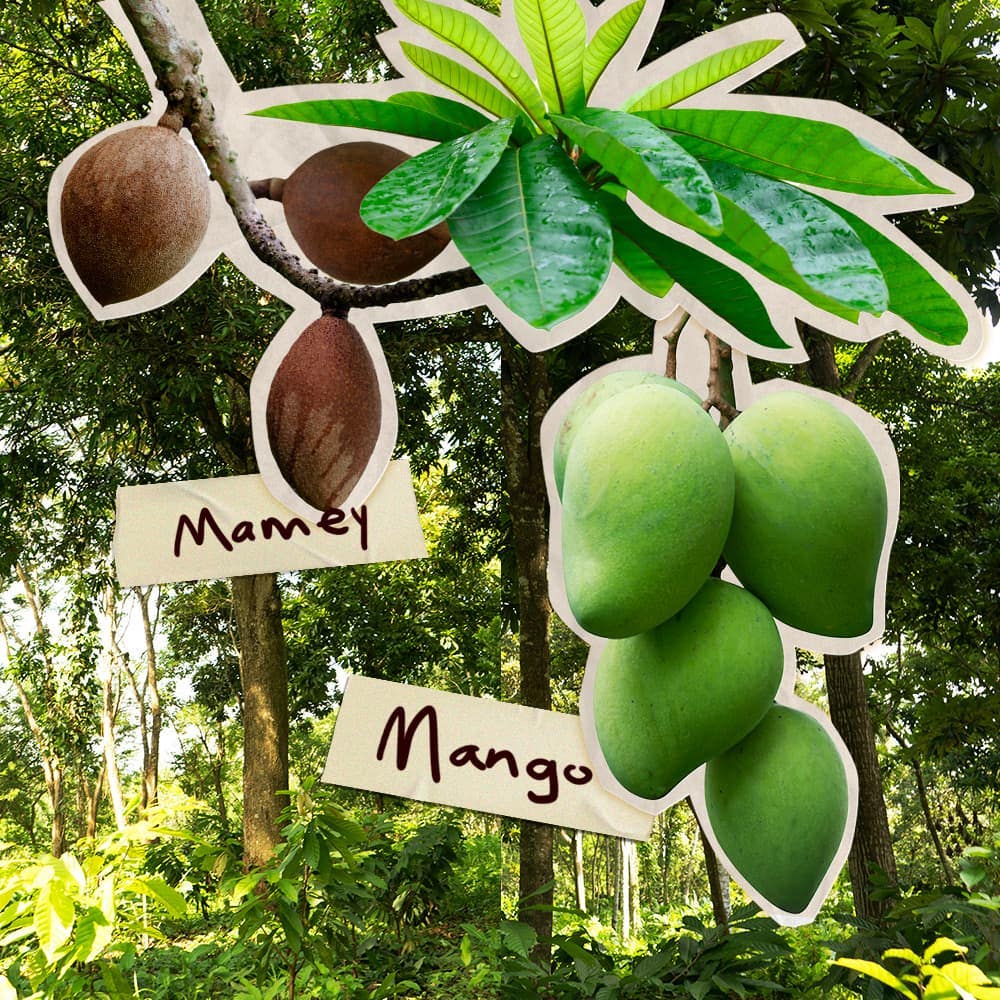 Proyecto Cacao - Imagen de la fruta mamey y mango