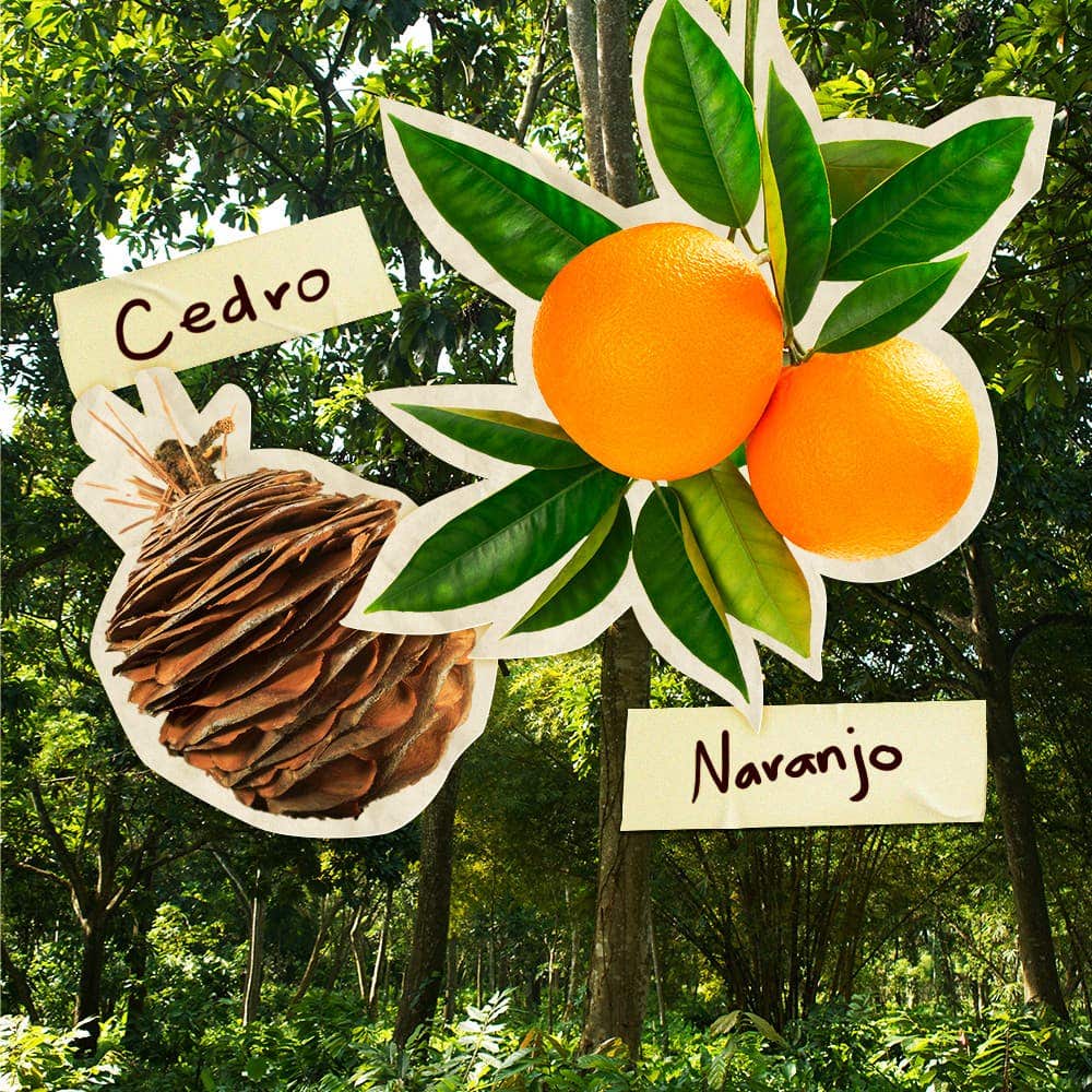 Proyecto Cacao - Imagen de la fruta cedro y naranjo