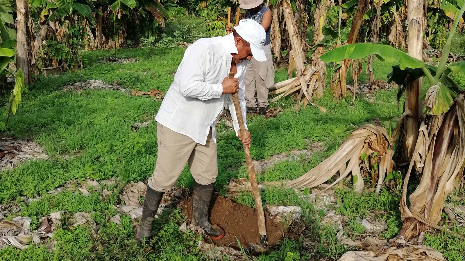 Proyecto Cacao