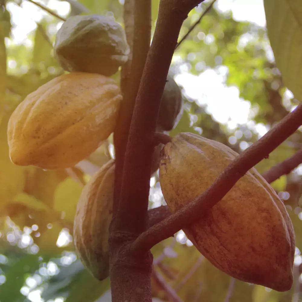Árbol de cacao con 5 cacaos colgando de una rama del árbol.