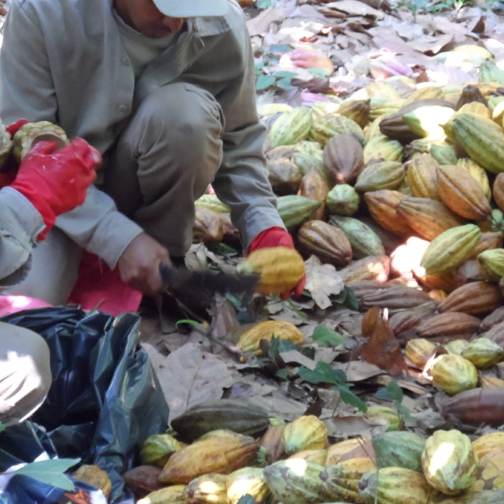 Hombre adulto en cuclillas cortando la punta de un Cacao y con mucho cacao amontonado a su alrededor.