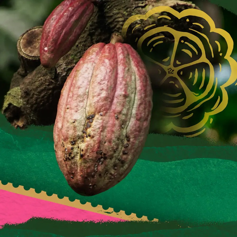 Proyecto Cacao